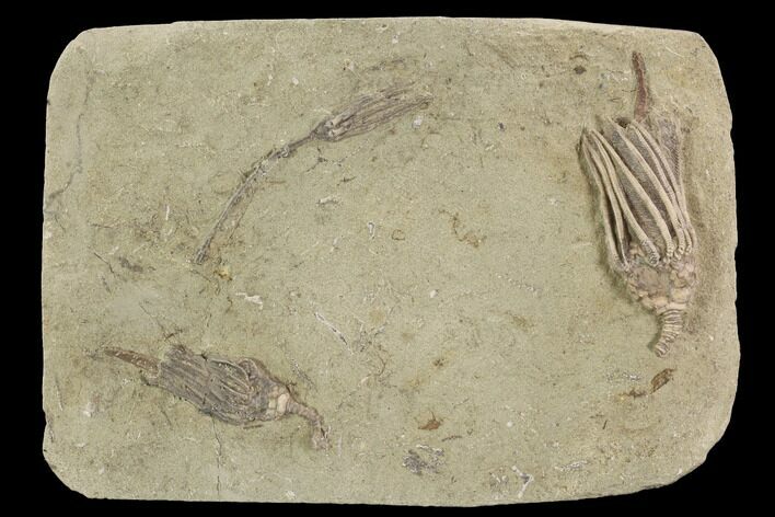 Crinoid Plate (Macrocrinus & Hypselocrinus) - Crawfordsville #94353